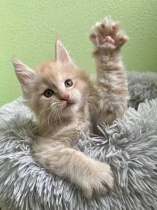 Новый проект (2)