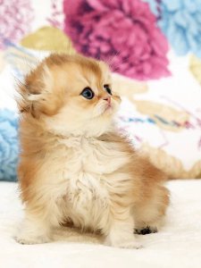 Новый проект (2)