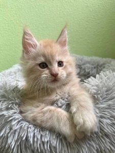 Новый проект (3)