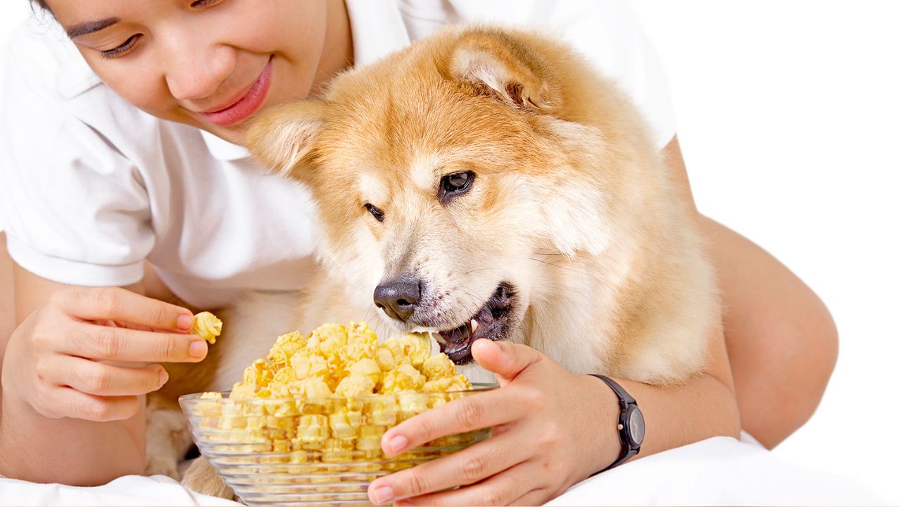 Dog eating popcorn