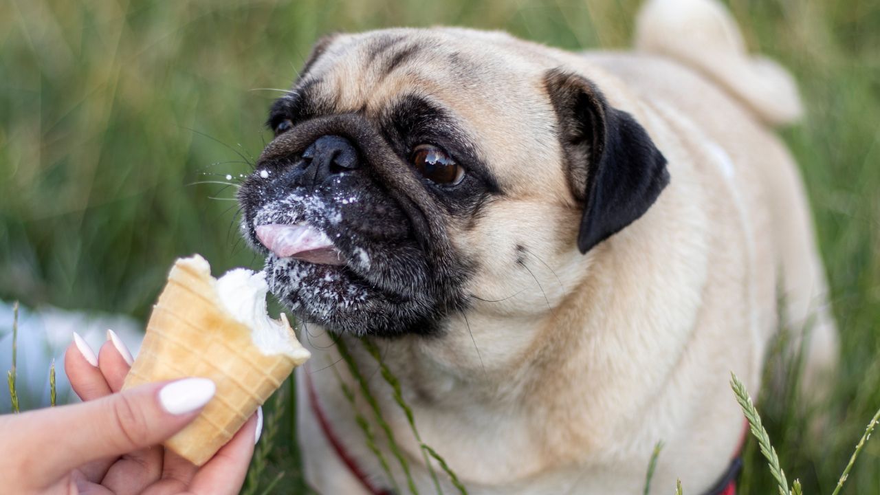 Dog eats ice cream