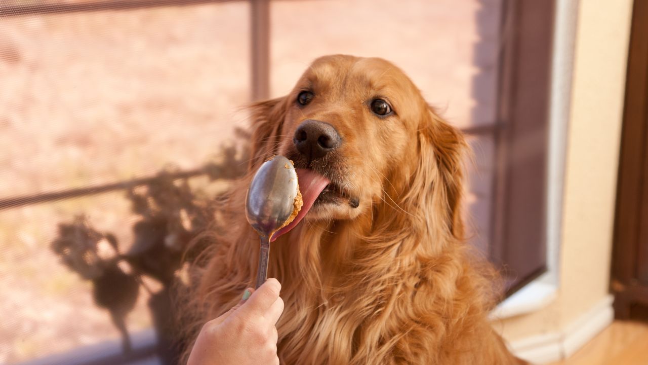 Dog eats peanut butter