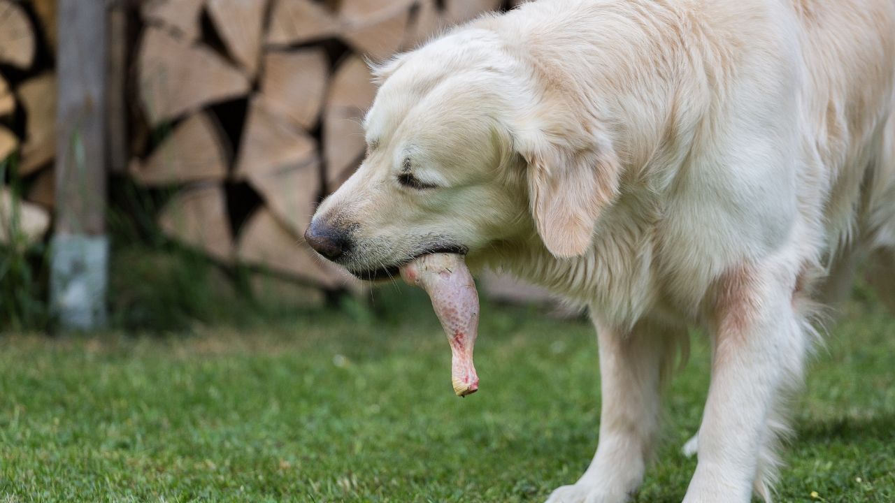 Dog eats turkey