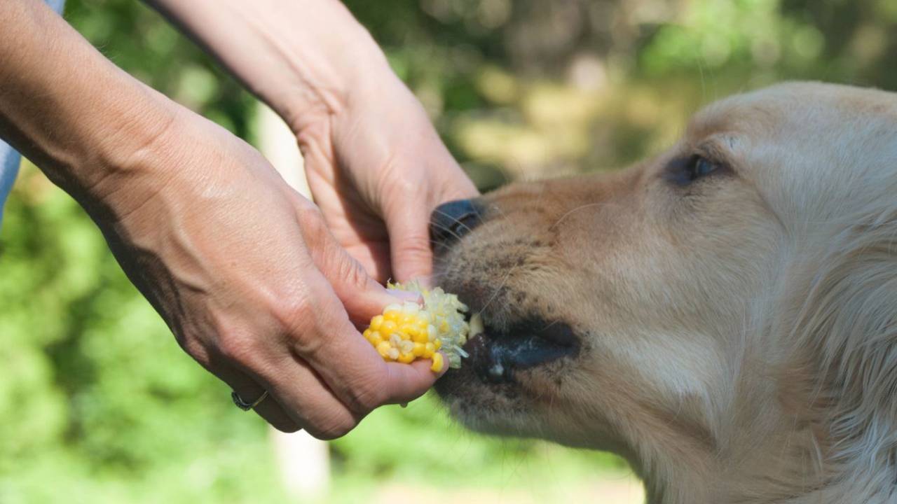 The dog eats corn