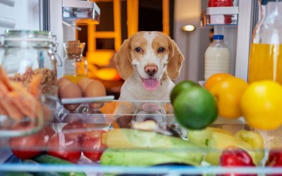 Which People Foods Can or Can’t Dogs Eat