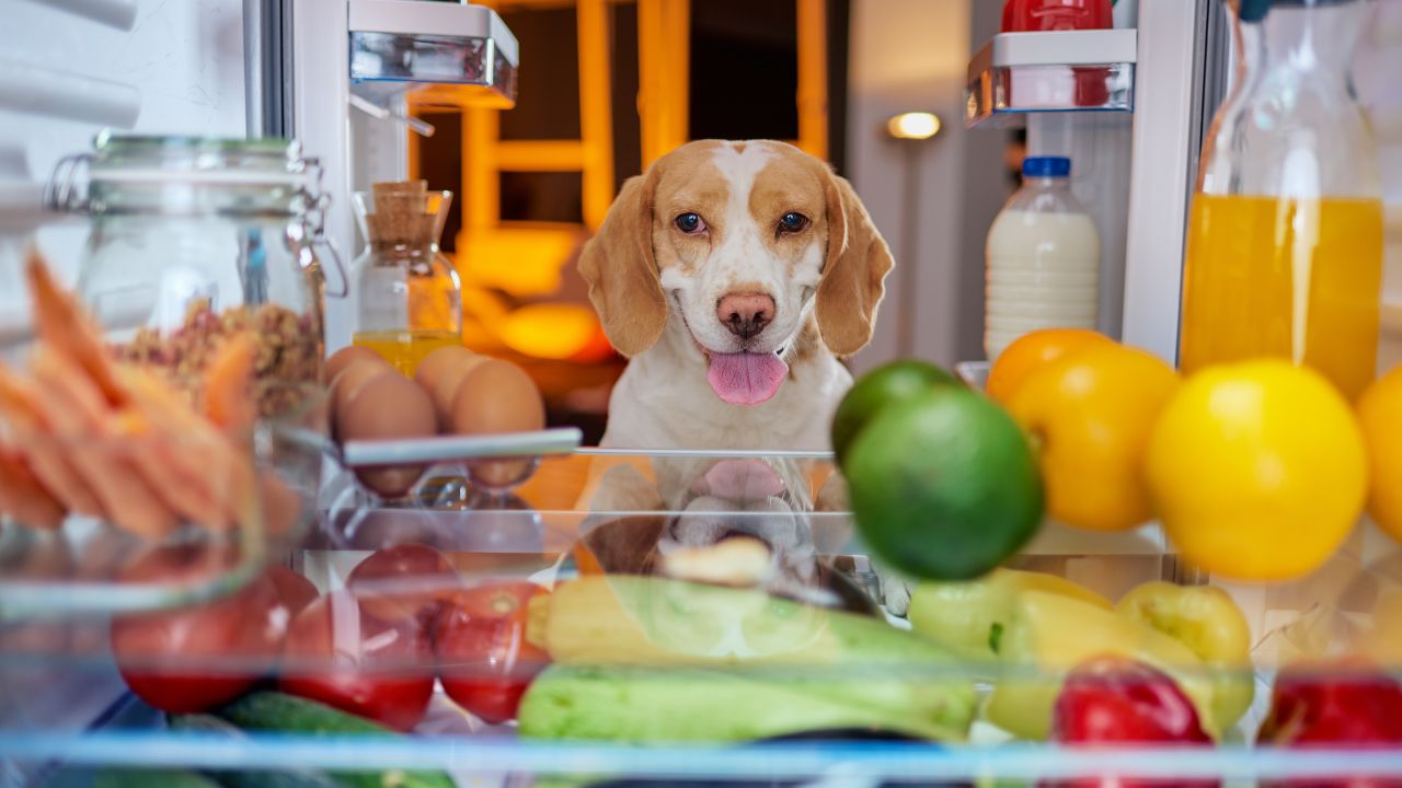 Which People Foods Can or Can't Dogs Eat