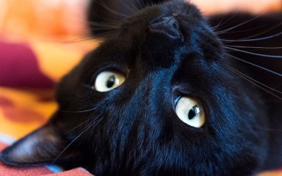 Why Don`t Black Cats Get Adopted?