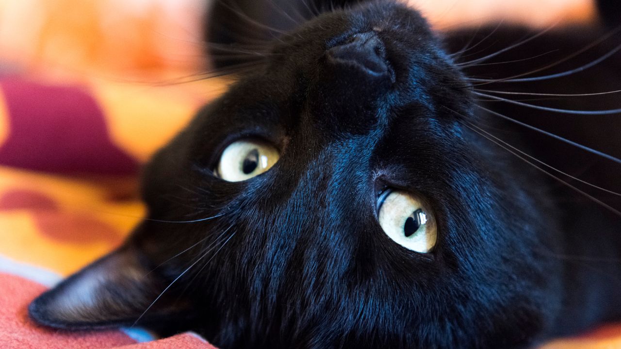 Why Don`t Black Cats Get Adopted