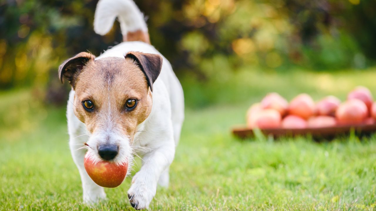 dog and apple