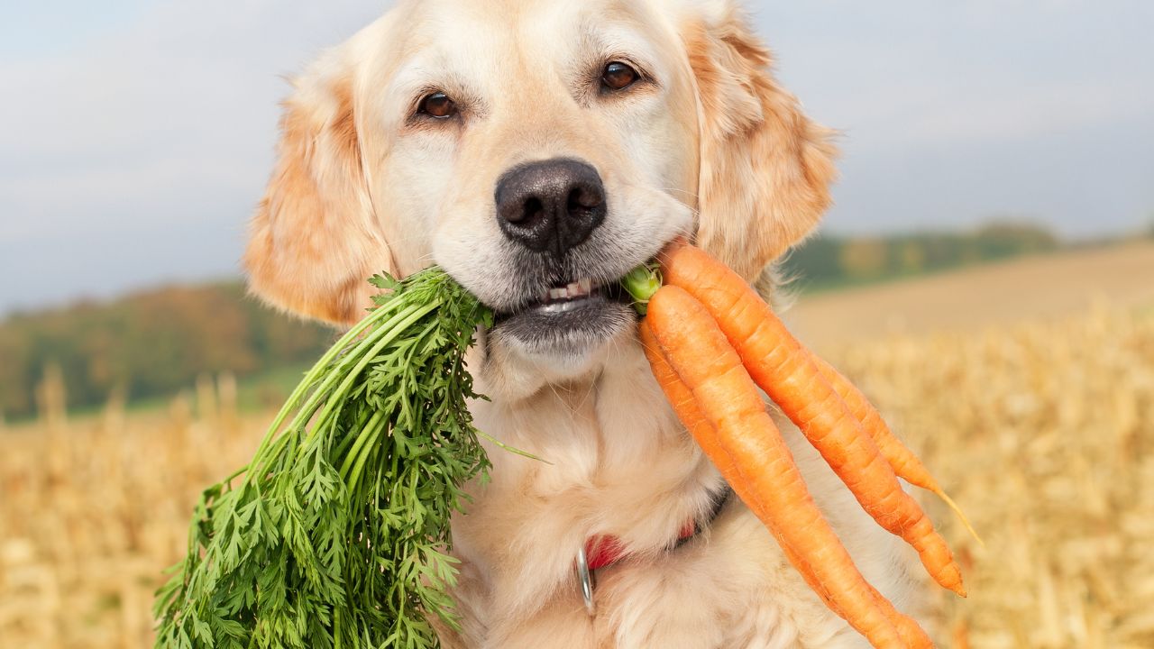 dog with Carrots