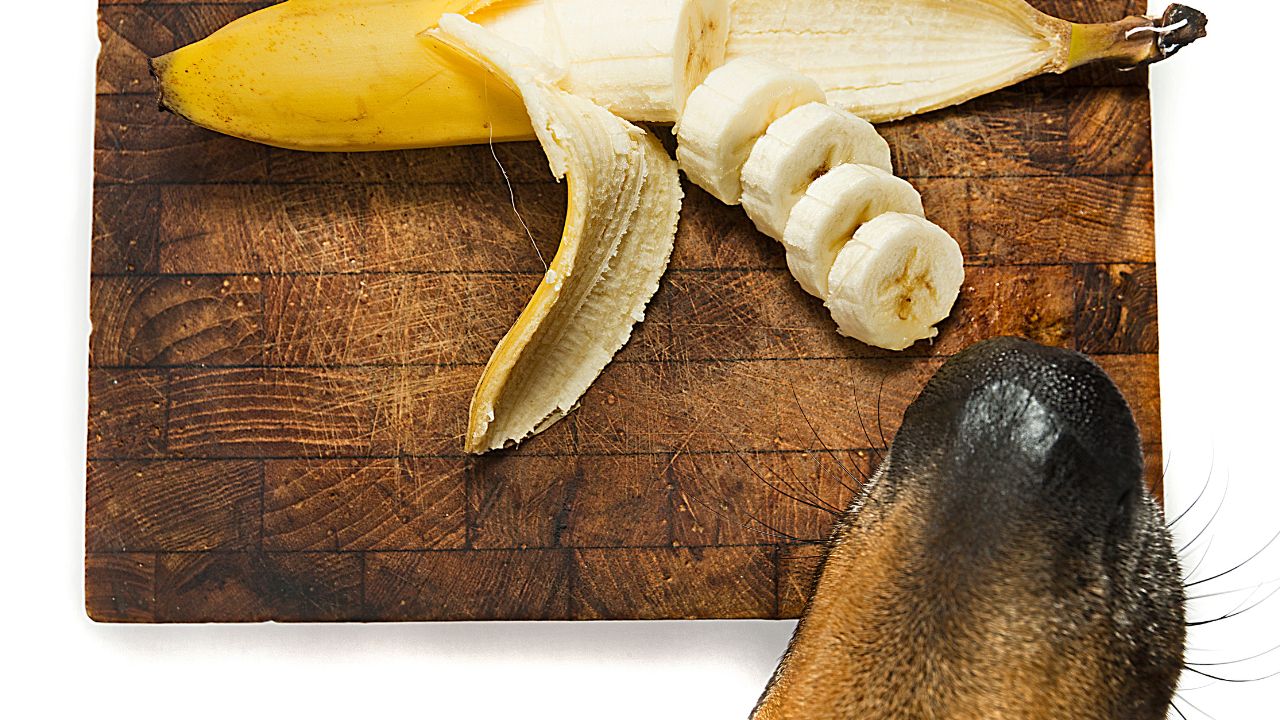 dog with a banana