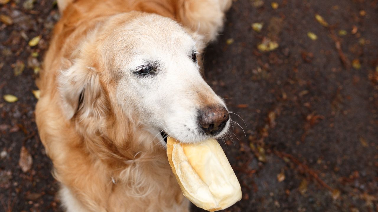 dog with bread