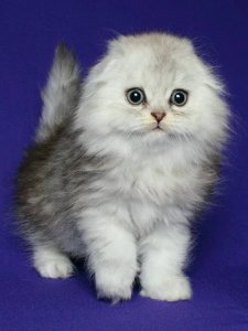 Новый проект (1)