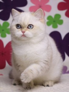 Новый проект (1)