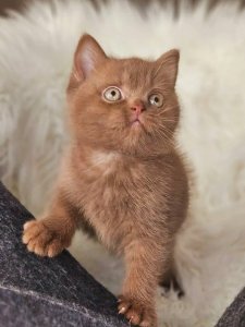 Новый проект (1)