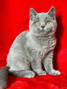 Новый проект (1)