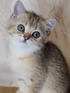 Новый проект (1)