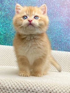 Новый проект (1)