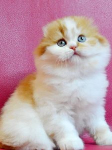 Новый проект (1)