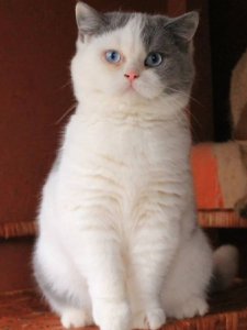 Новый проект (1)