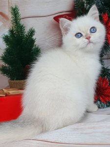 Новый проект (1)