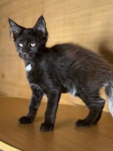 Новый проект (1)