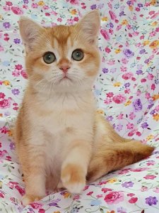 Новый проект (1)