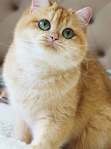 Новый проект (1)