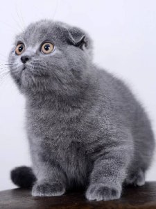 Новый проект (1)