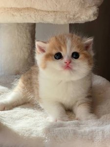 Новый проект (1)