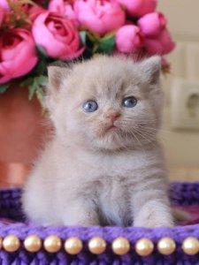 Новый проект (1)