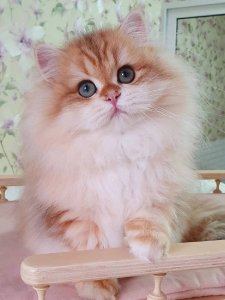 Новый проект (1)