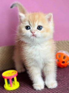 Новый проект (1)