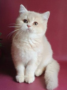 Новый проект (1)