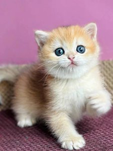 Новый проект (1)