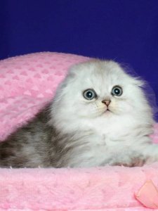 Новый проект (2)