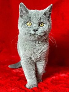 Новый проект (2)