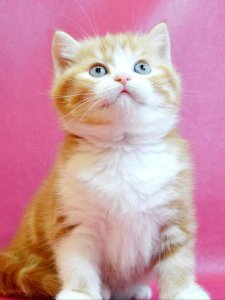 Новый проект (2)