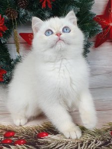 Новый проект (2)