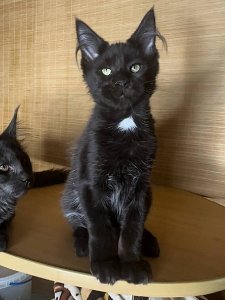 Новый проект (2)