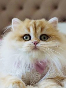 Новый проект (2)