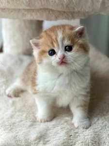 Новый проект (2)