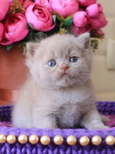 Новый проект (2)