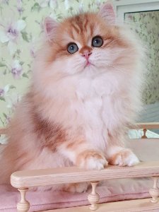 Новый проект (2)