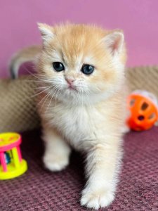 Новый проект (2)