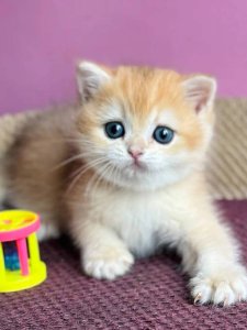 Новый проект (2)