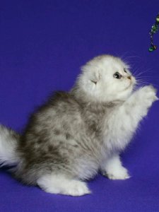 Новый проект (3)