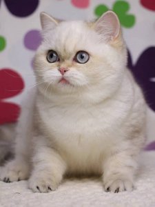 Новый проект (3)