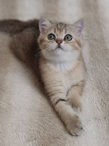 Новый проект (3)