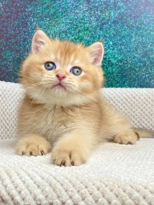 Новый проект (3)